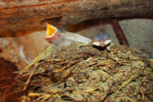 Факти про пташині гнізда